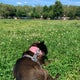 The 15 Best Dog Parks in Brooklyn