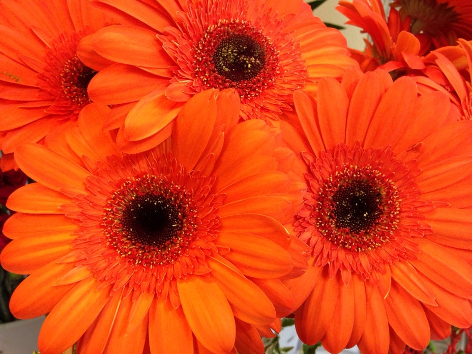 flower-shop