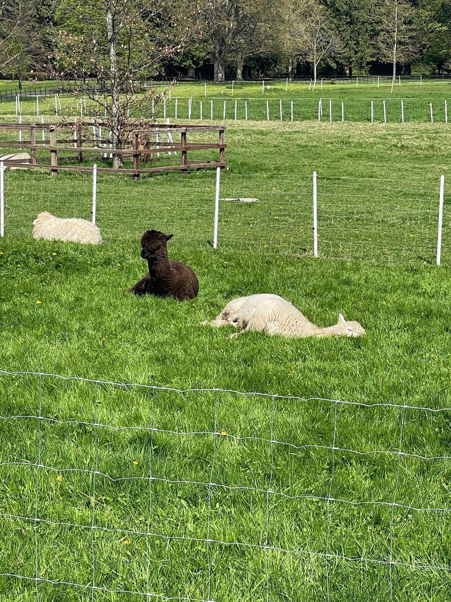 Farmleigh House & Estate 2