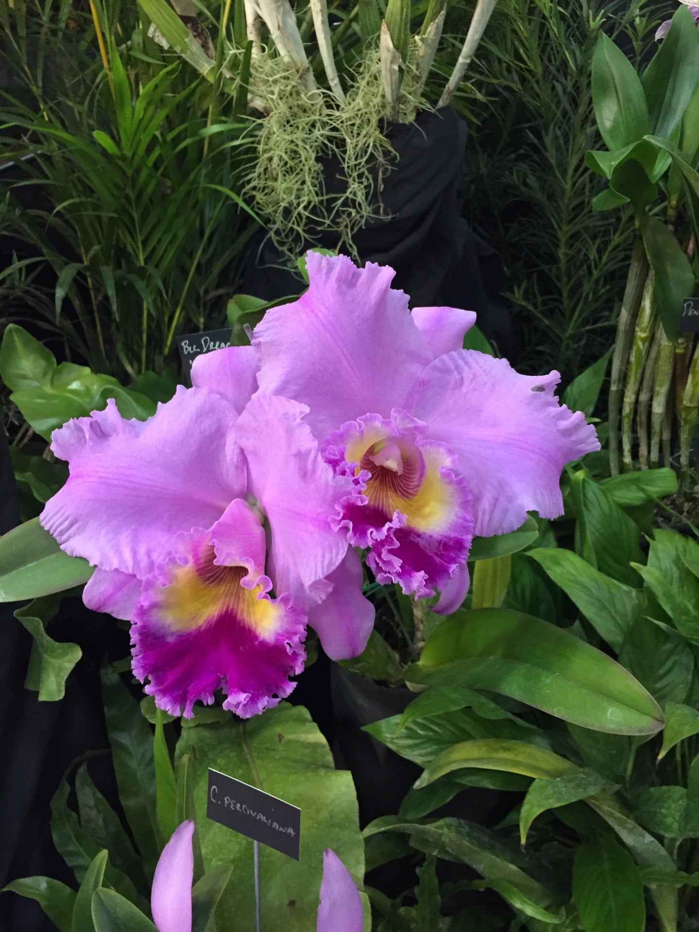 War Memorial Auditorium-FL