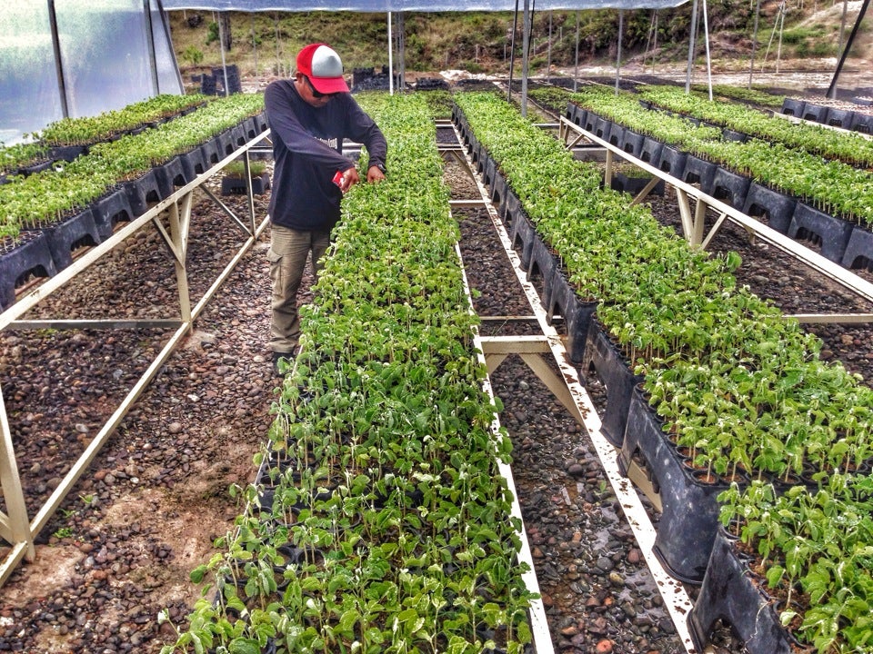 Persemaian Permanen Bpdas Saddang