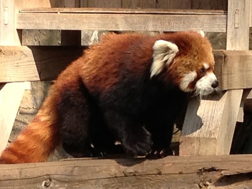 神奈川にある動物園をまとめてご紹介 子どもと一緒に楽しめるおすすめ施設8選 アチコチ By ママリ