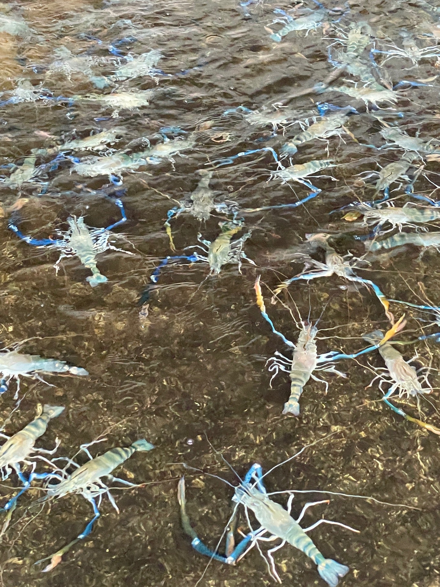 ใหญ่กุ้งเป็น@โคราช Logo