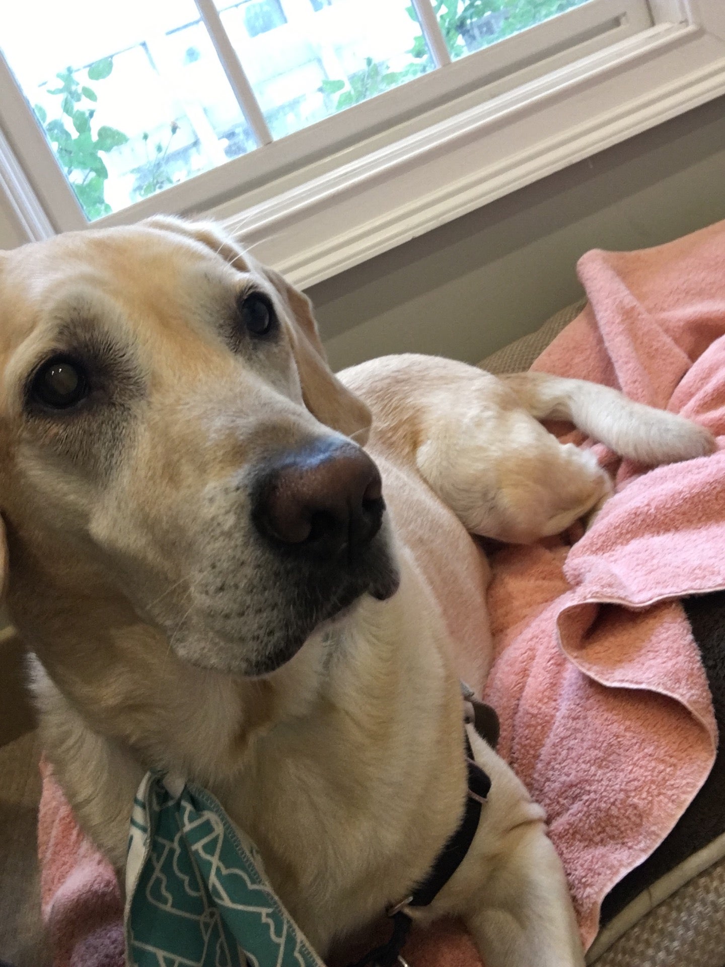 Pharr Road Animal Hospital Logo