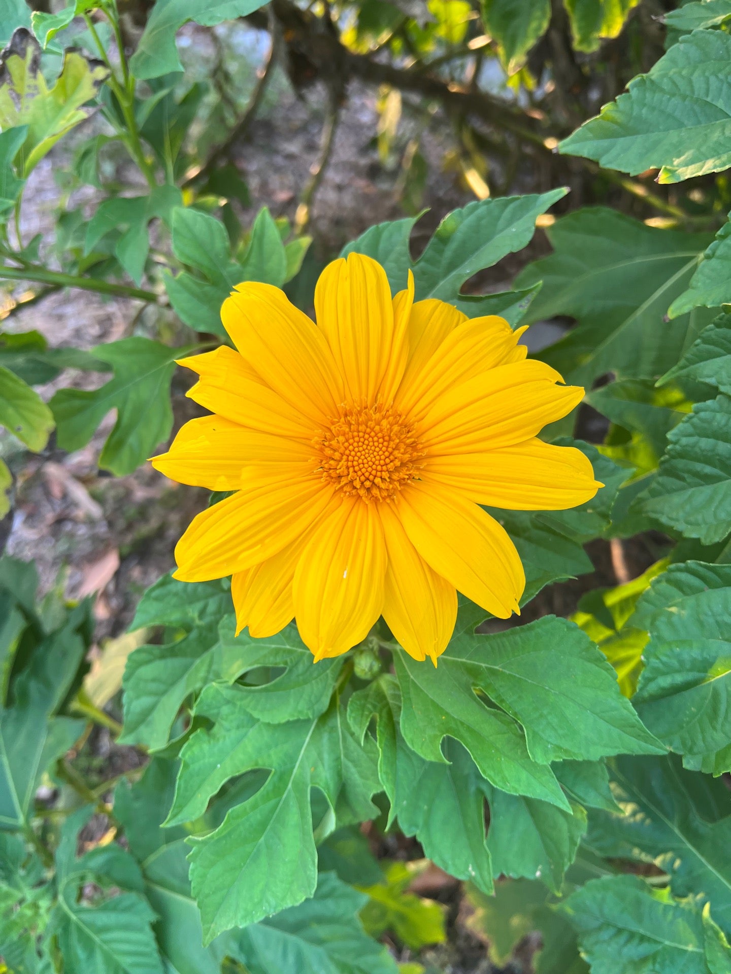 Barbara B. Mann Performing Arts Hall