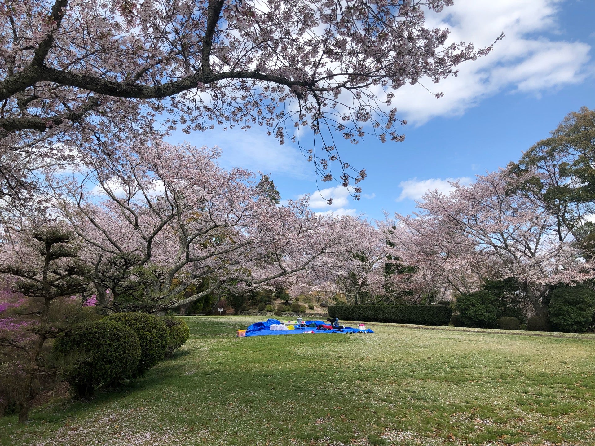 和歌山県で子連れにおすすめのお花見スポット8選 アチコチ By ママリ