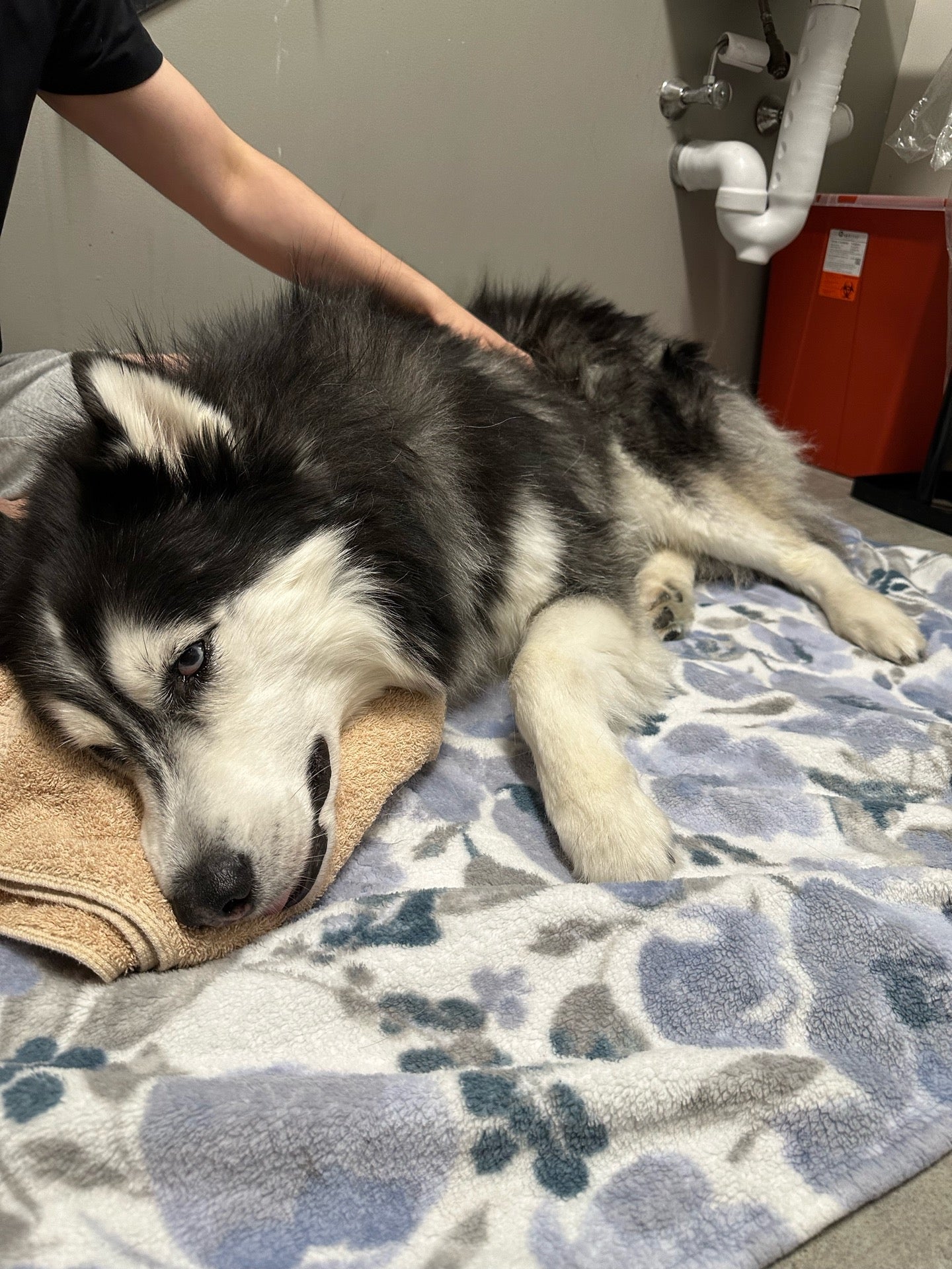 Veterinary Emergency Group