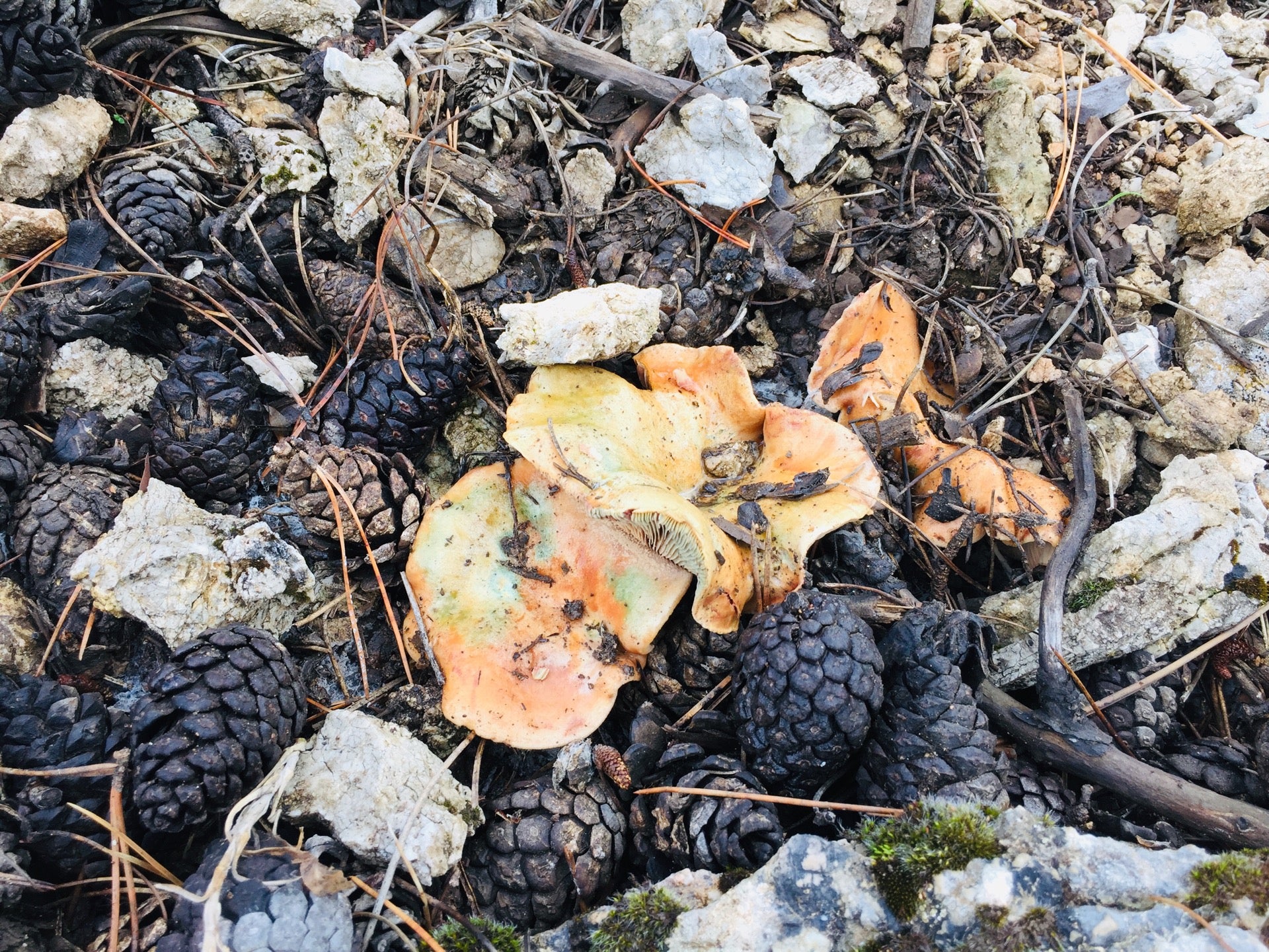 Yassı Muağar Cevizli