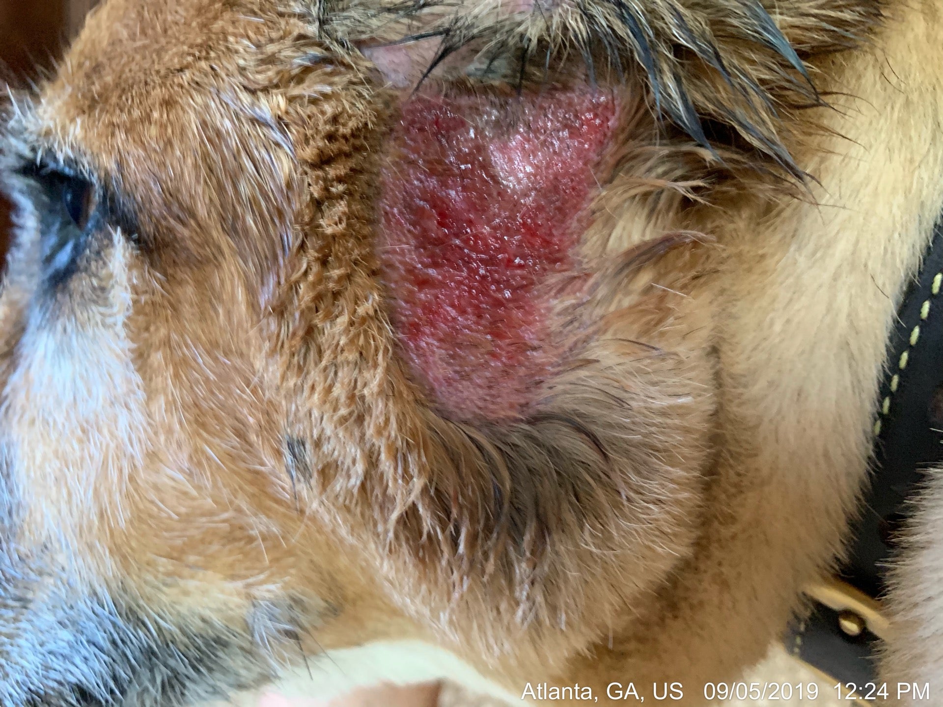 Buckhead Animal Clinic