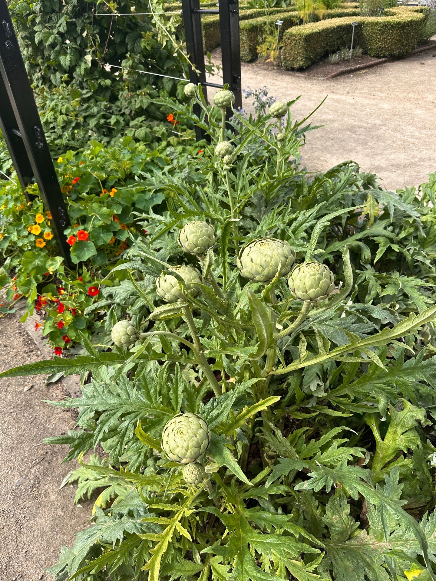 National Botanic Gardens 5