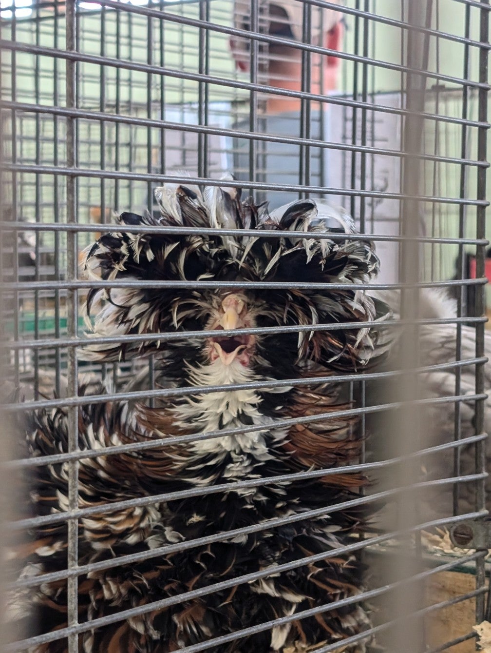 Champlain Valley Exposition