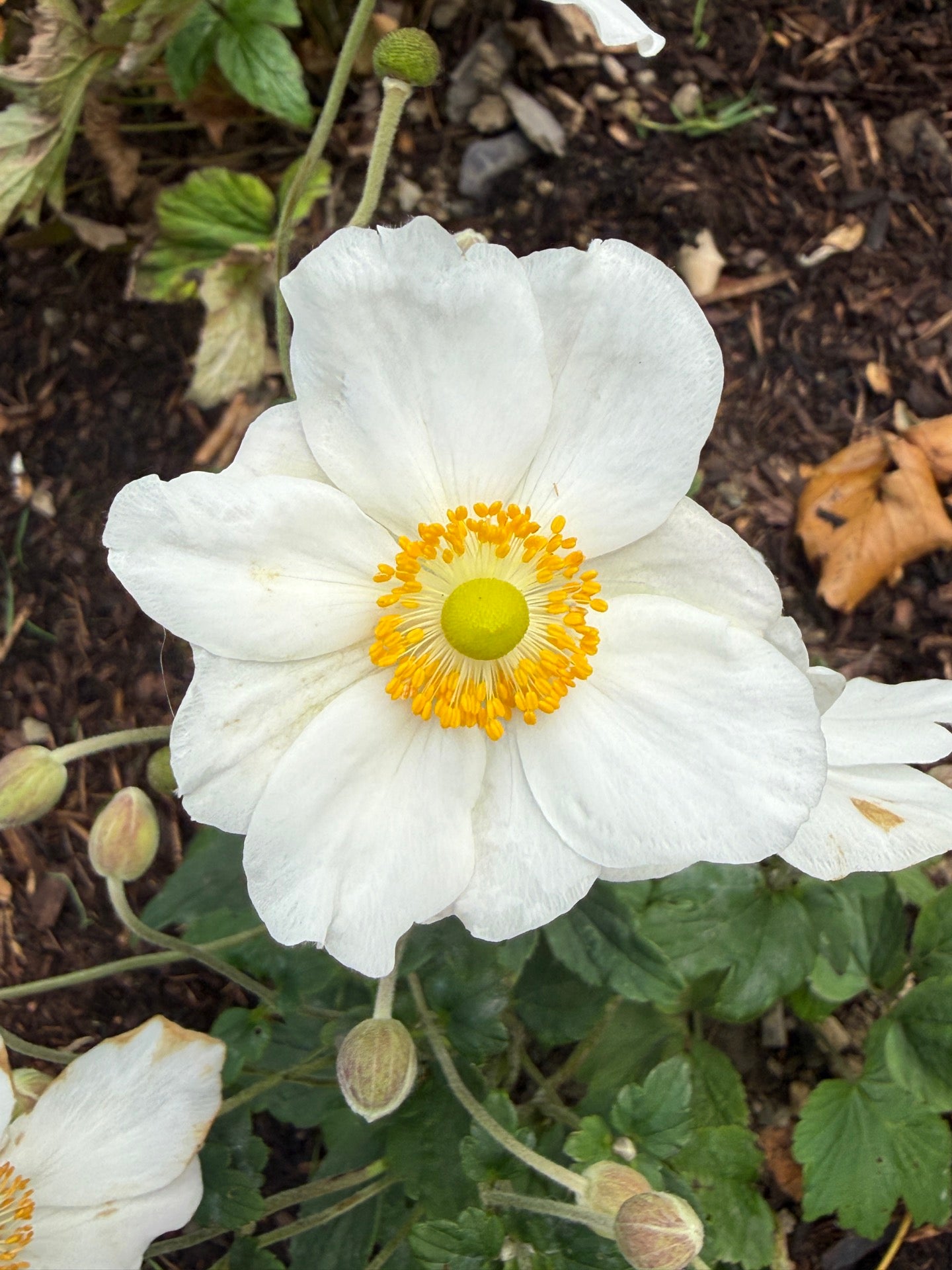 St Patrick's Cathedral 13