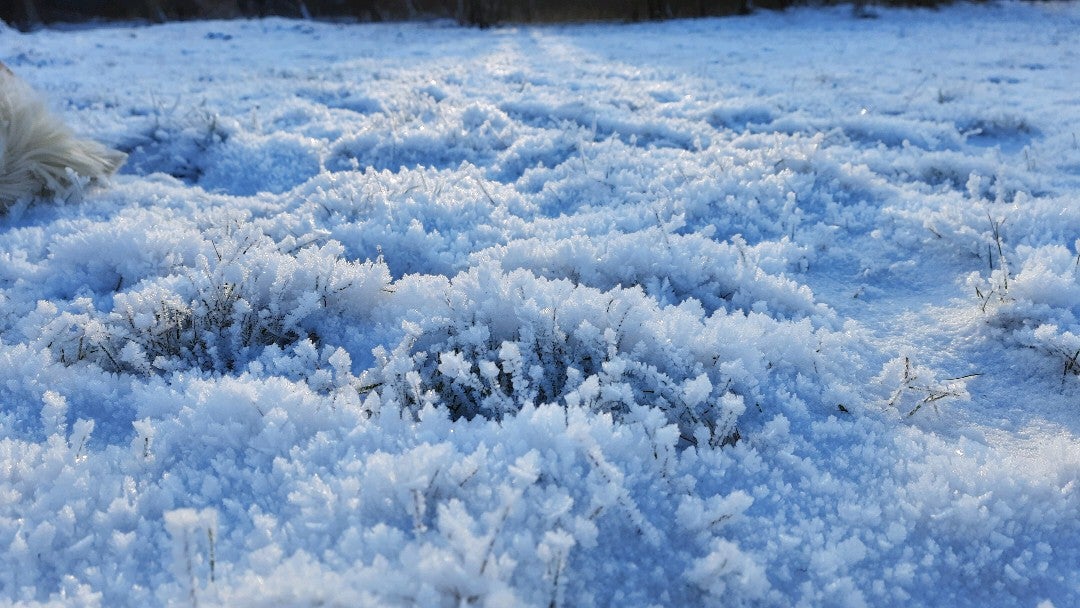 Экотропа Кузьминки Logo