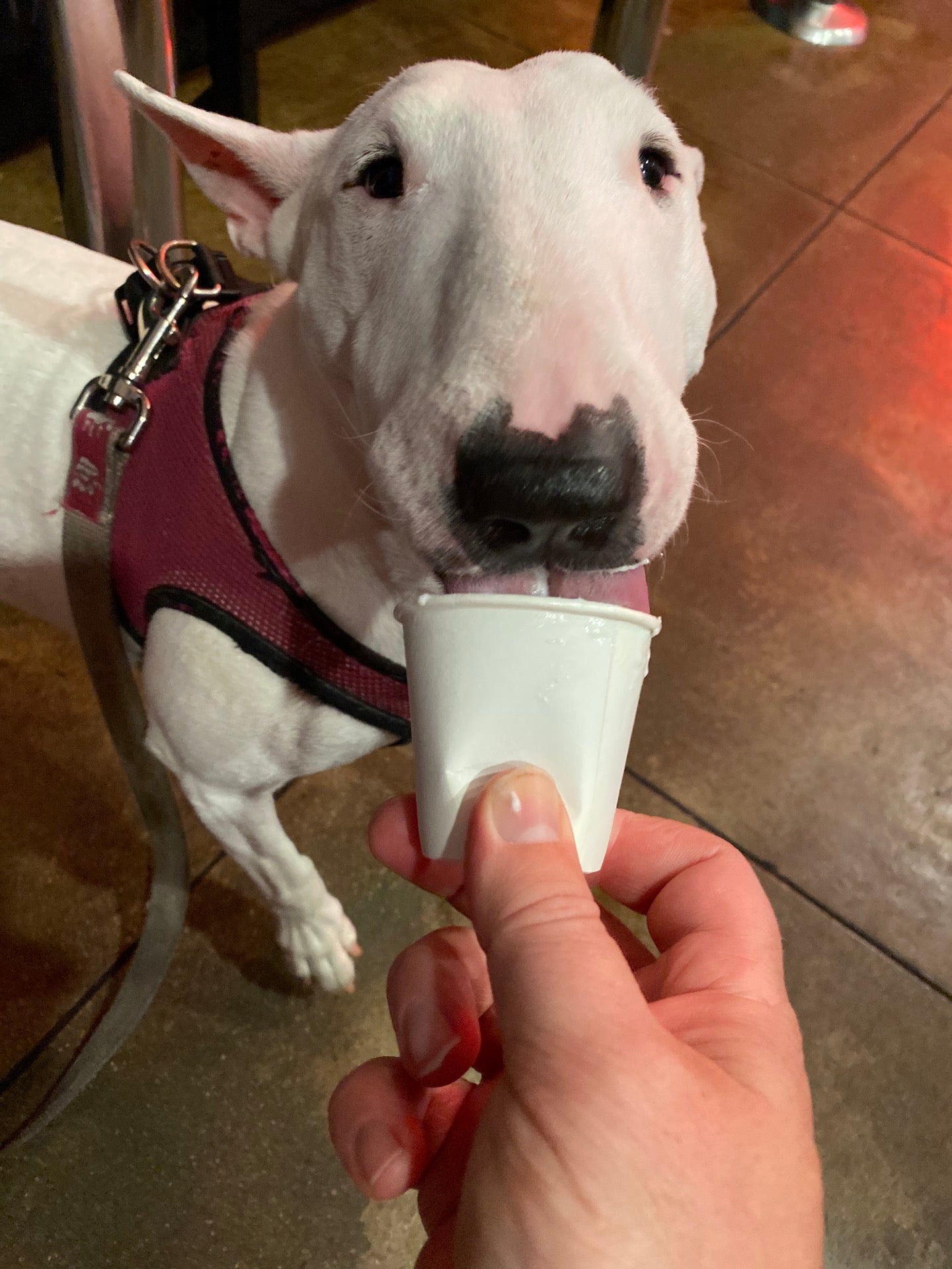 Monty's Good Burger cover photo