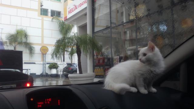 Shell Bd Mohamed V Logo