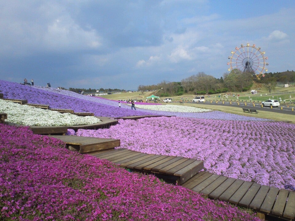 最近千葉の東京ドイツ村に土日に行った アチコチ By ママリ 最近千葉の東京ドイツ村に土日に行った アチコチ By ママリ