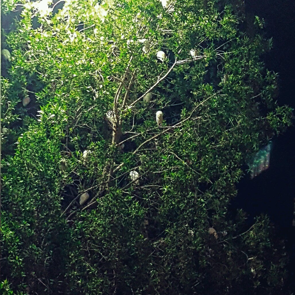 Running Trail@Camp Lemonnier