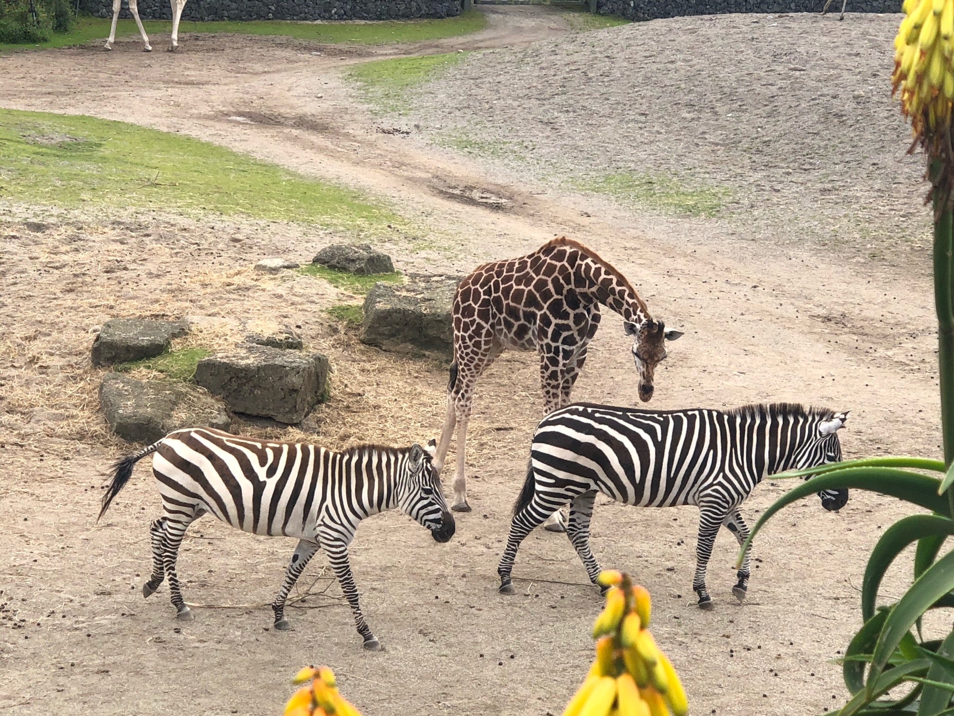 Dublin Zoo 18