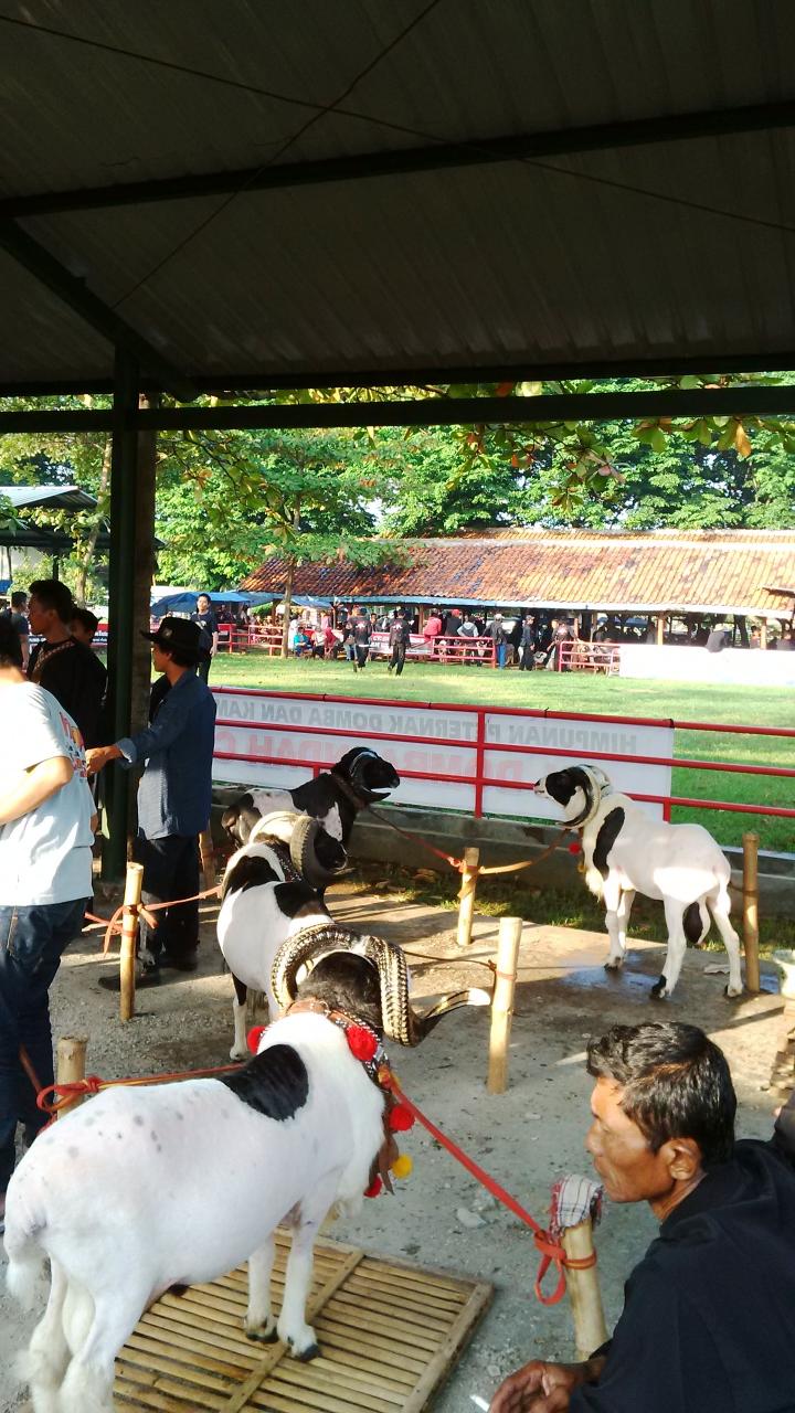 Pamidangan Pasar Hewan Kadipaten (Sawala)