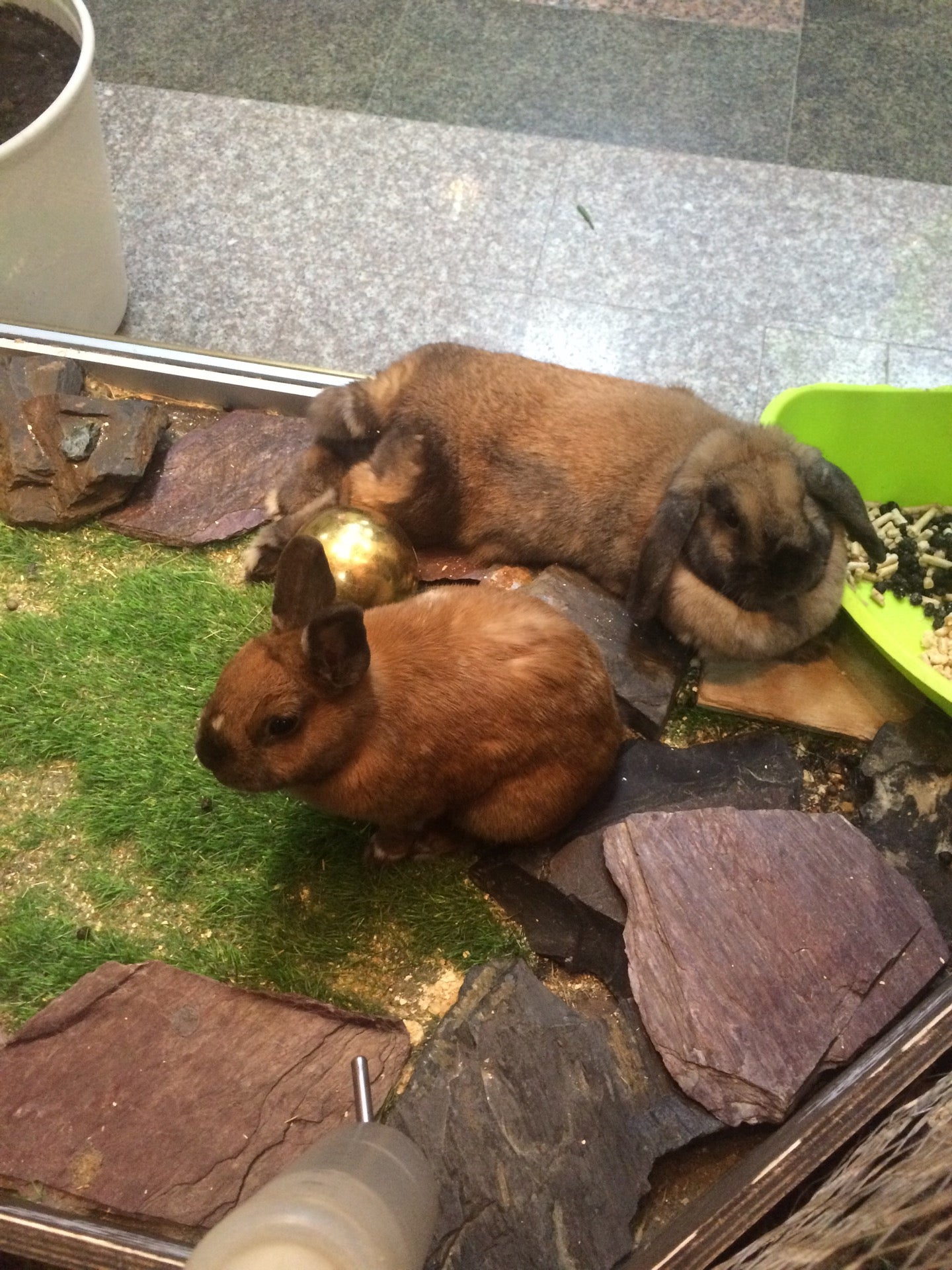 Мисс Маргарет