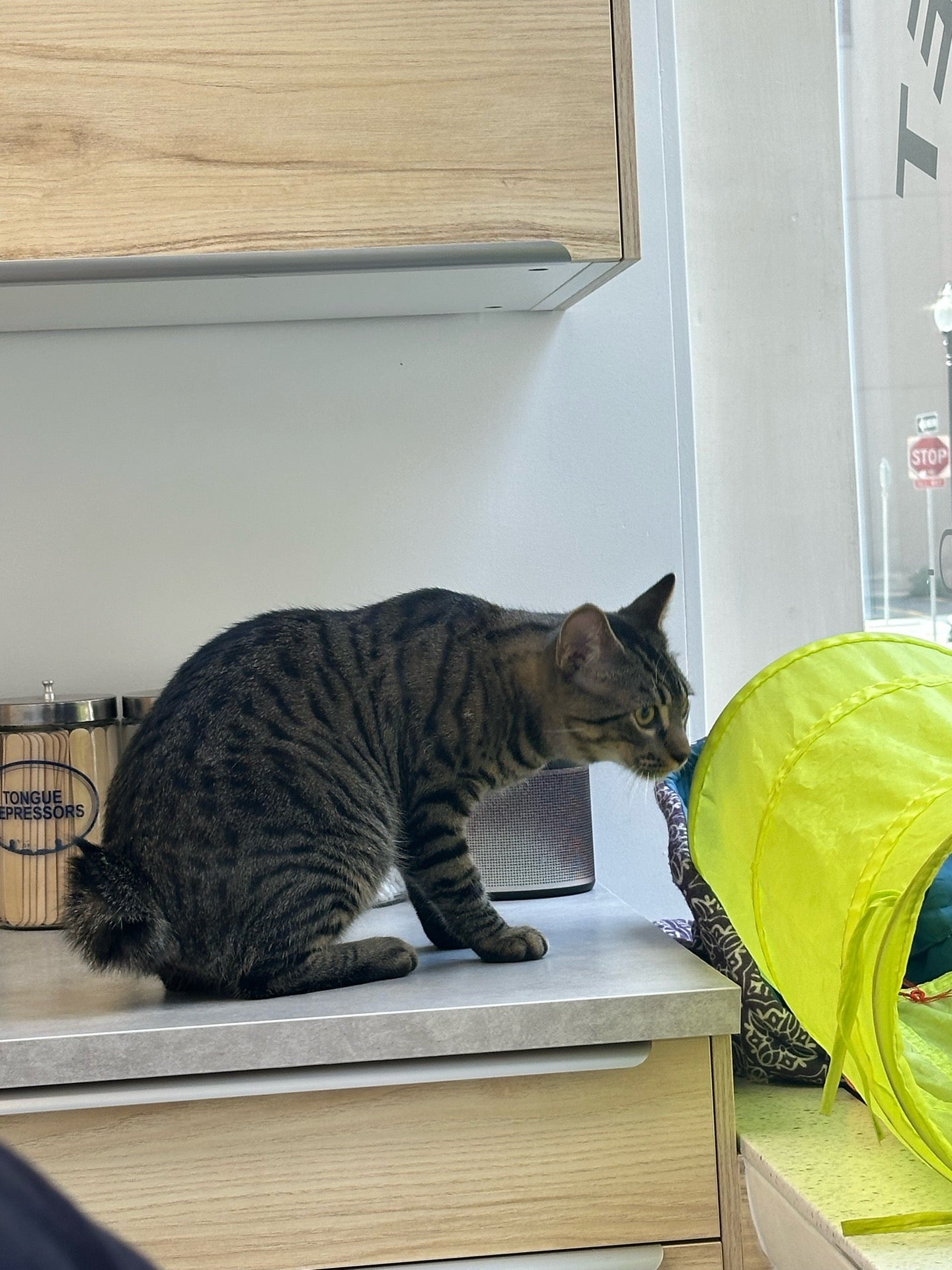 The Pet Vet - North End