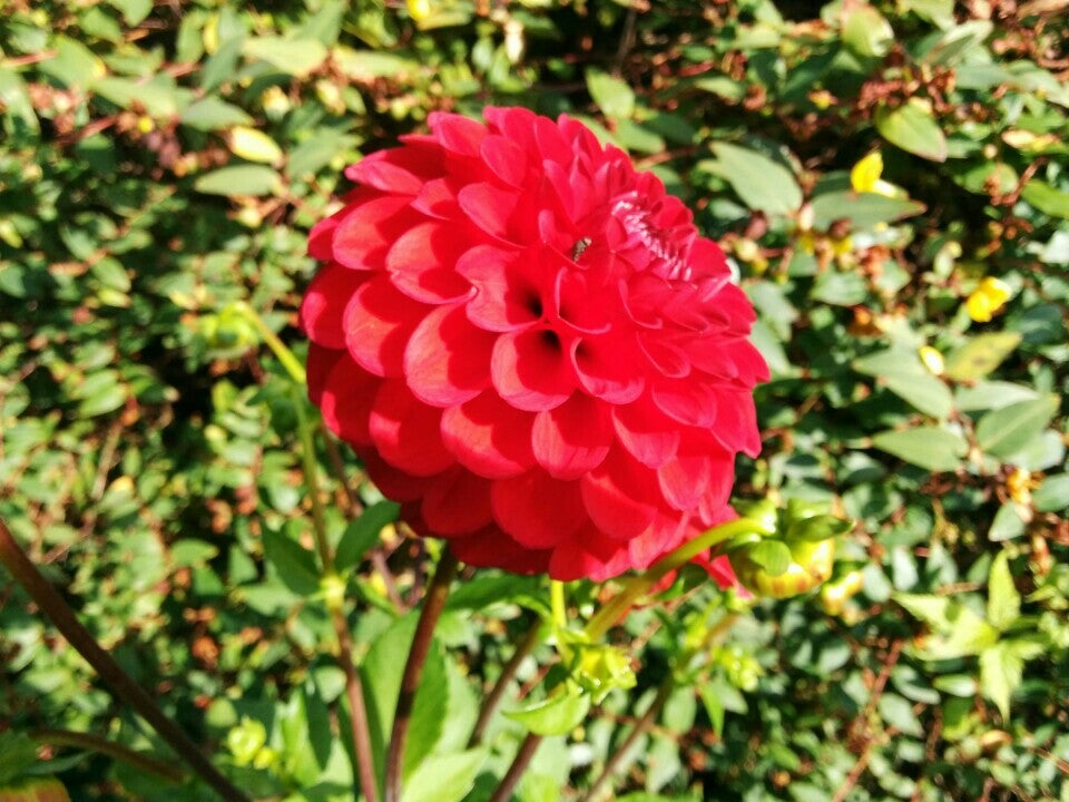 Ardgillan Castle and Gardens 6