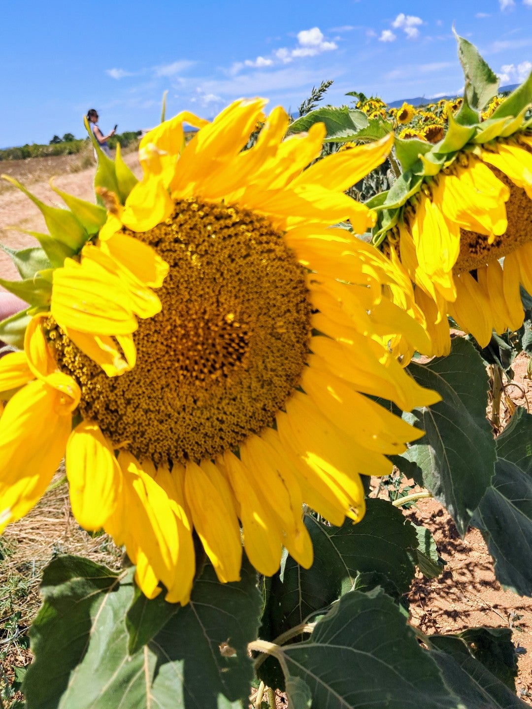 Lavender & Sunflower Field in Provence, France