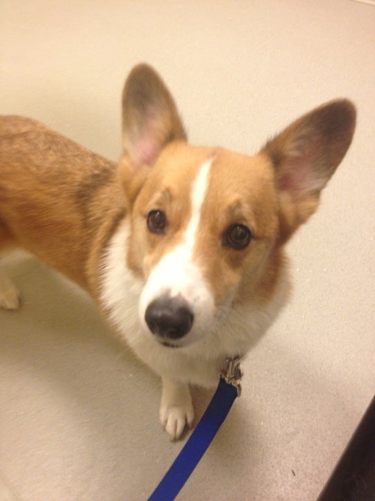 Animal Allergy & Dermatology