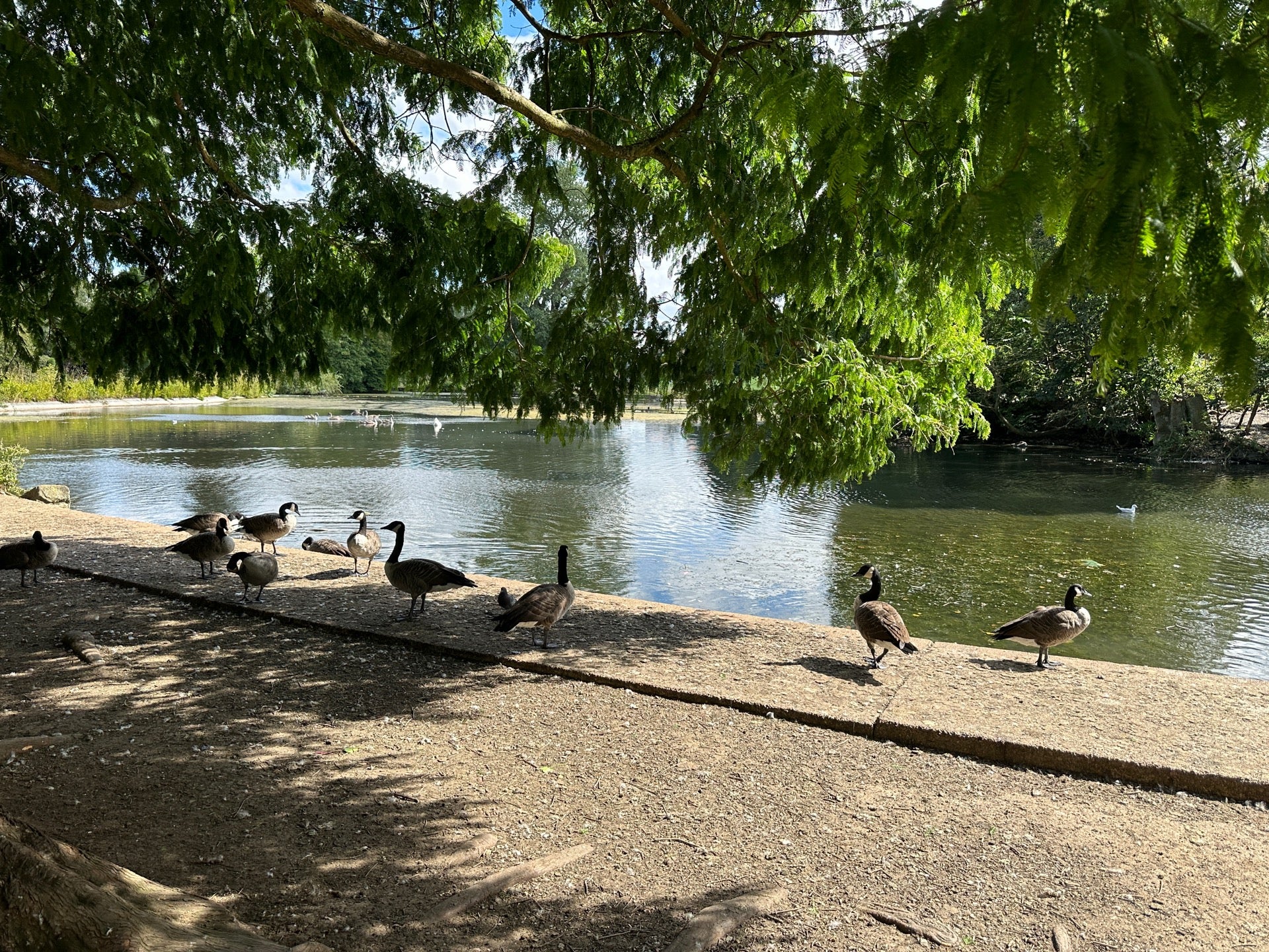 Africa Music Festival UK - Saturday 24 August 2024 | Shoobs