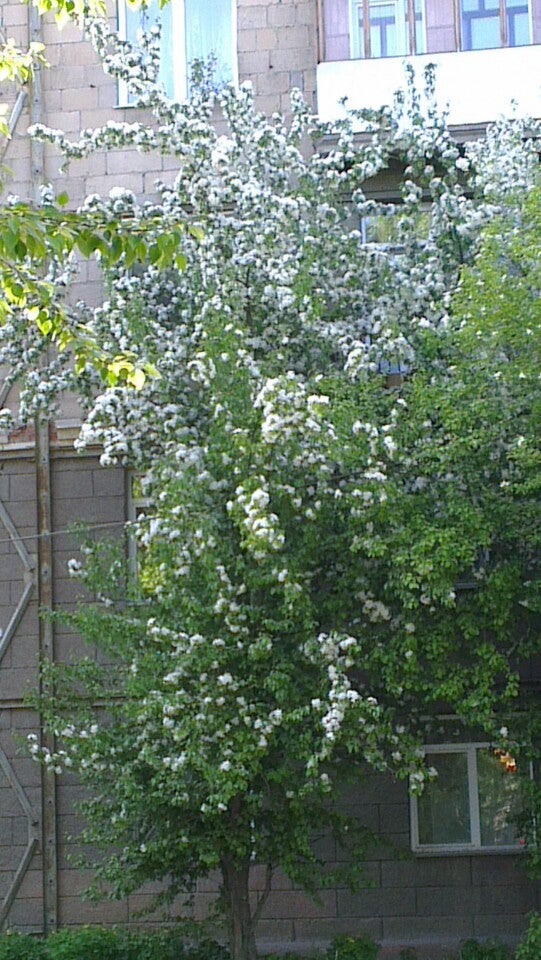 Электроник