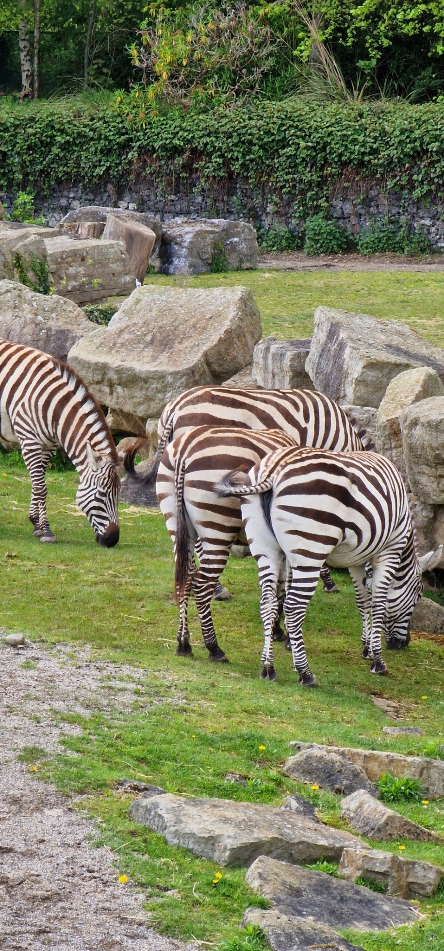 Dublin Zoo 16