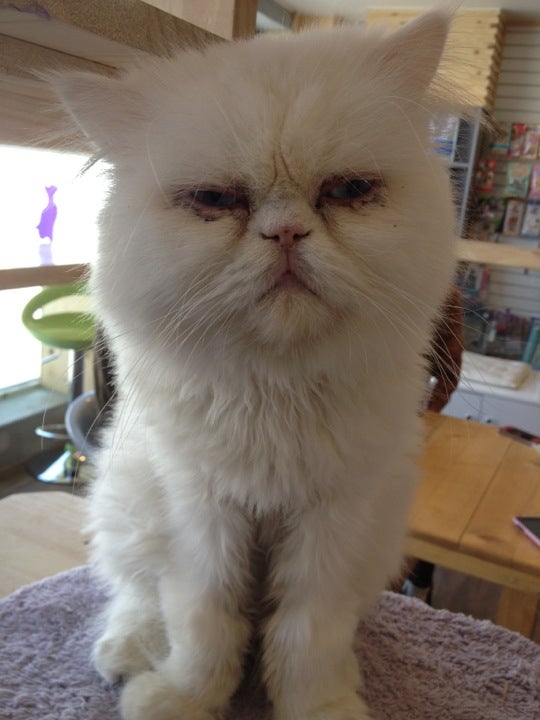 Cat 고양이 까페