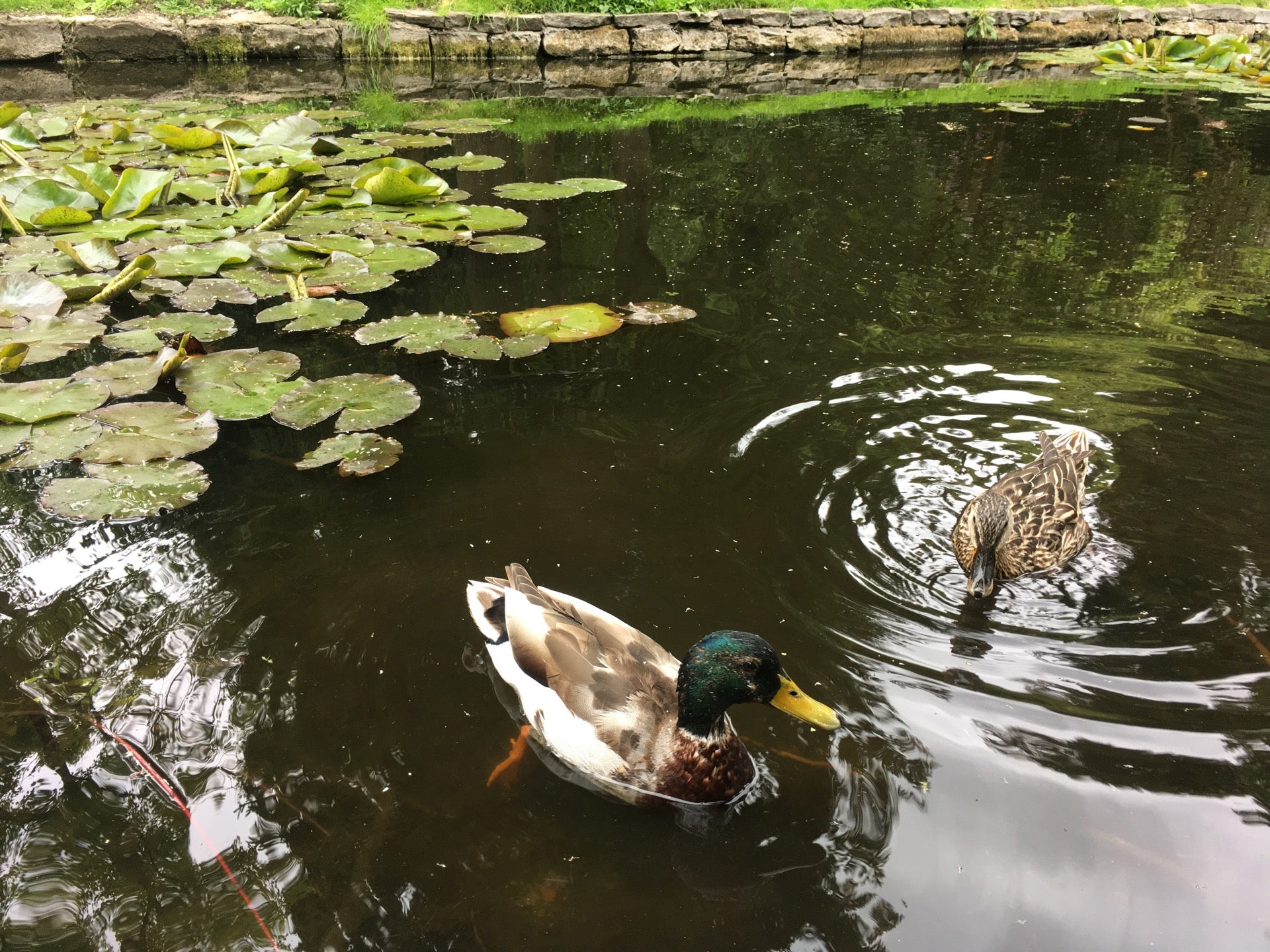 National Botanic Gardens 17