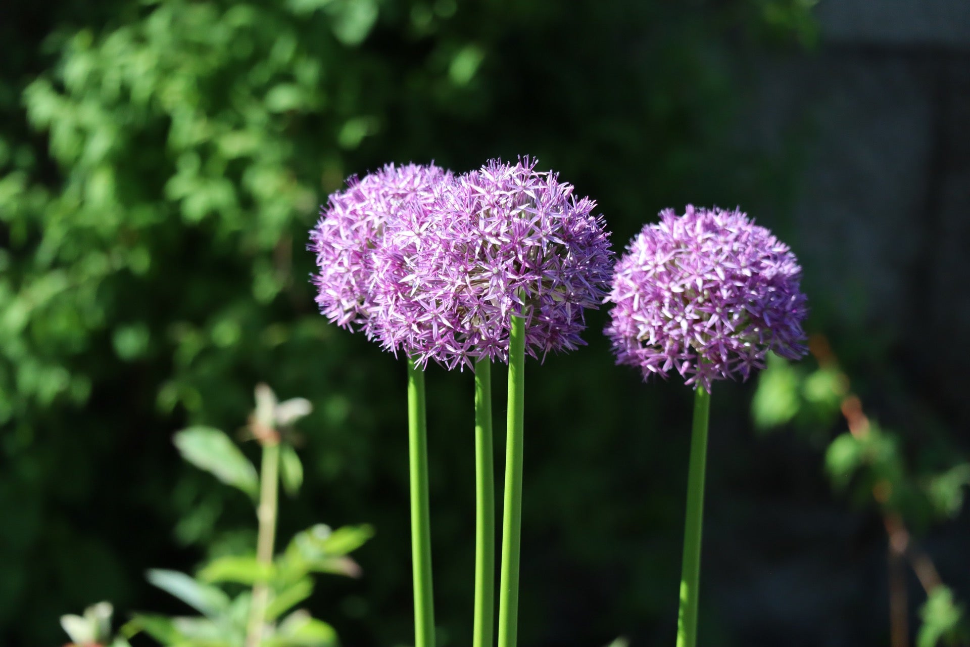 National Botanic Gardens 8