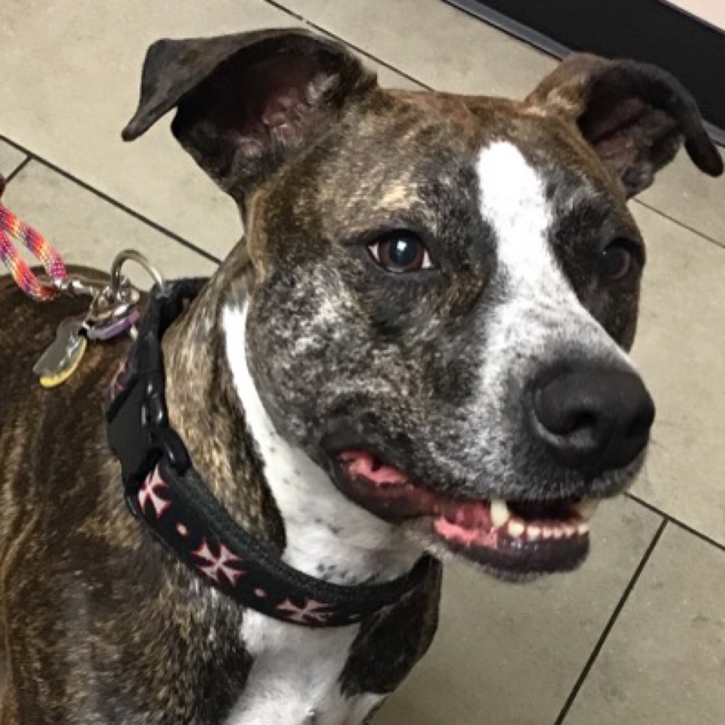 Briarcliff Animal Clinic Logo