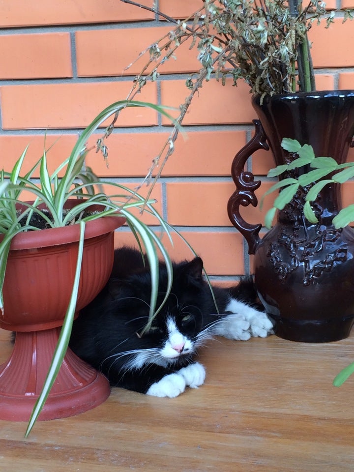 Olya Haus🏡🐱 Logo