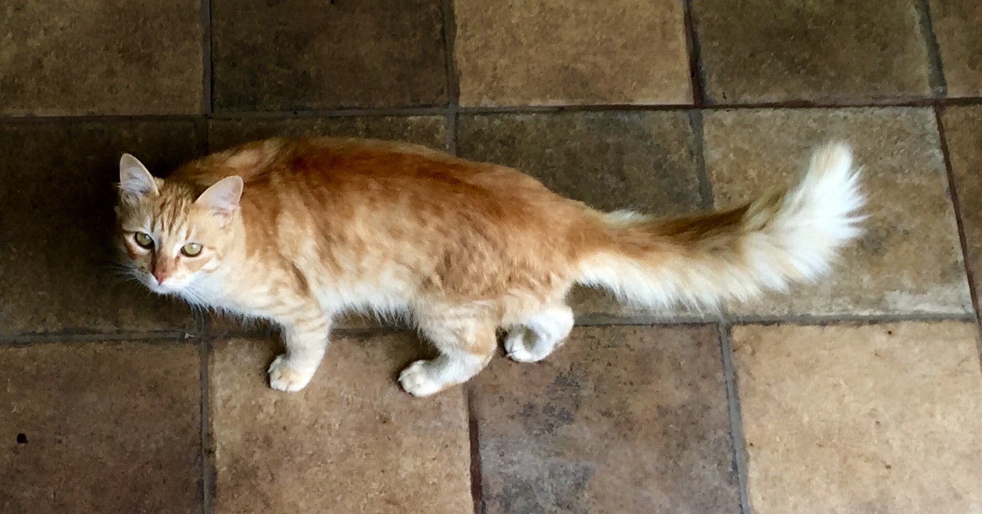 Centro Umbandista Mãe Oxum