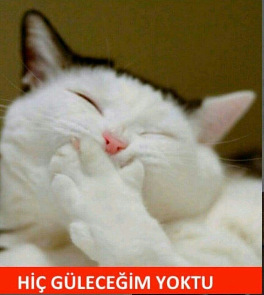 Hayalimm Fast Food Logo