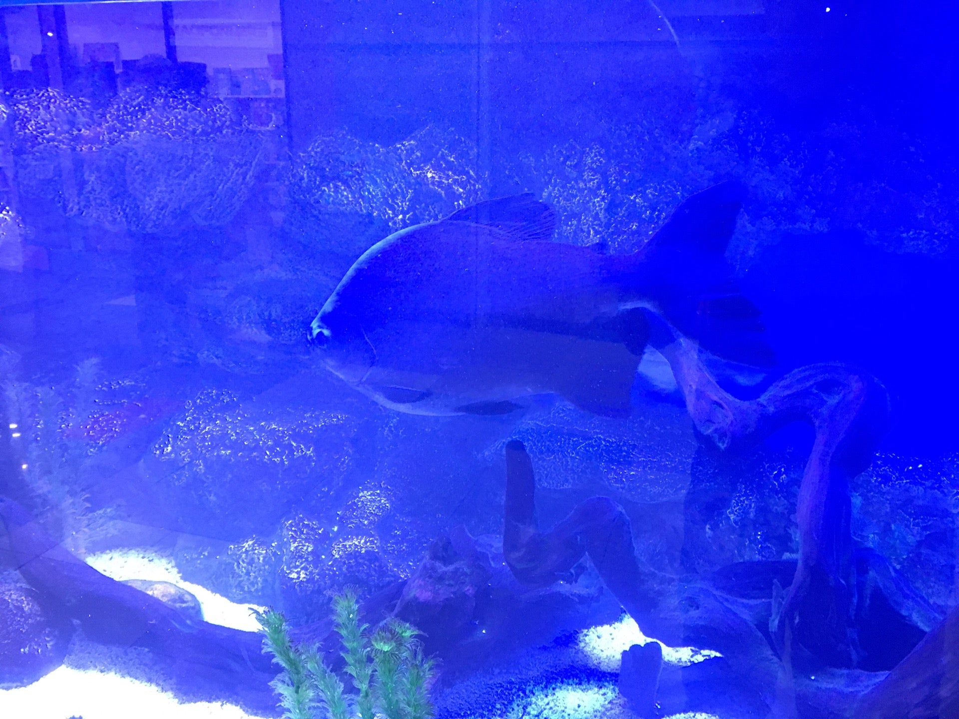 1000 И Одна Туфелька