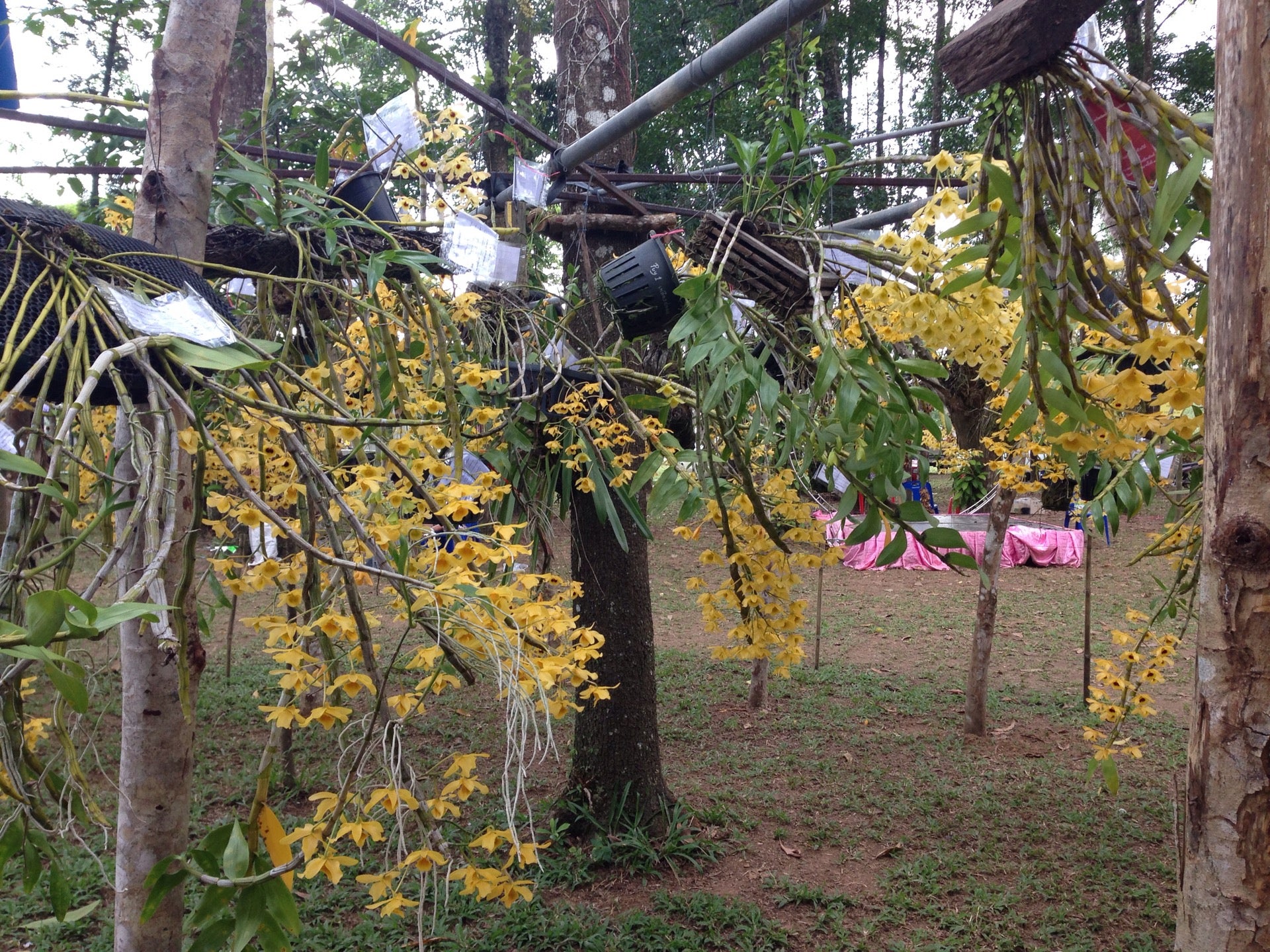 งานรักษ์เหลืองจันท์