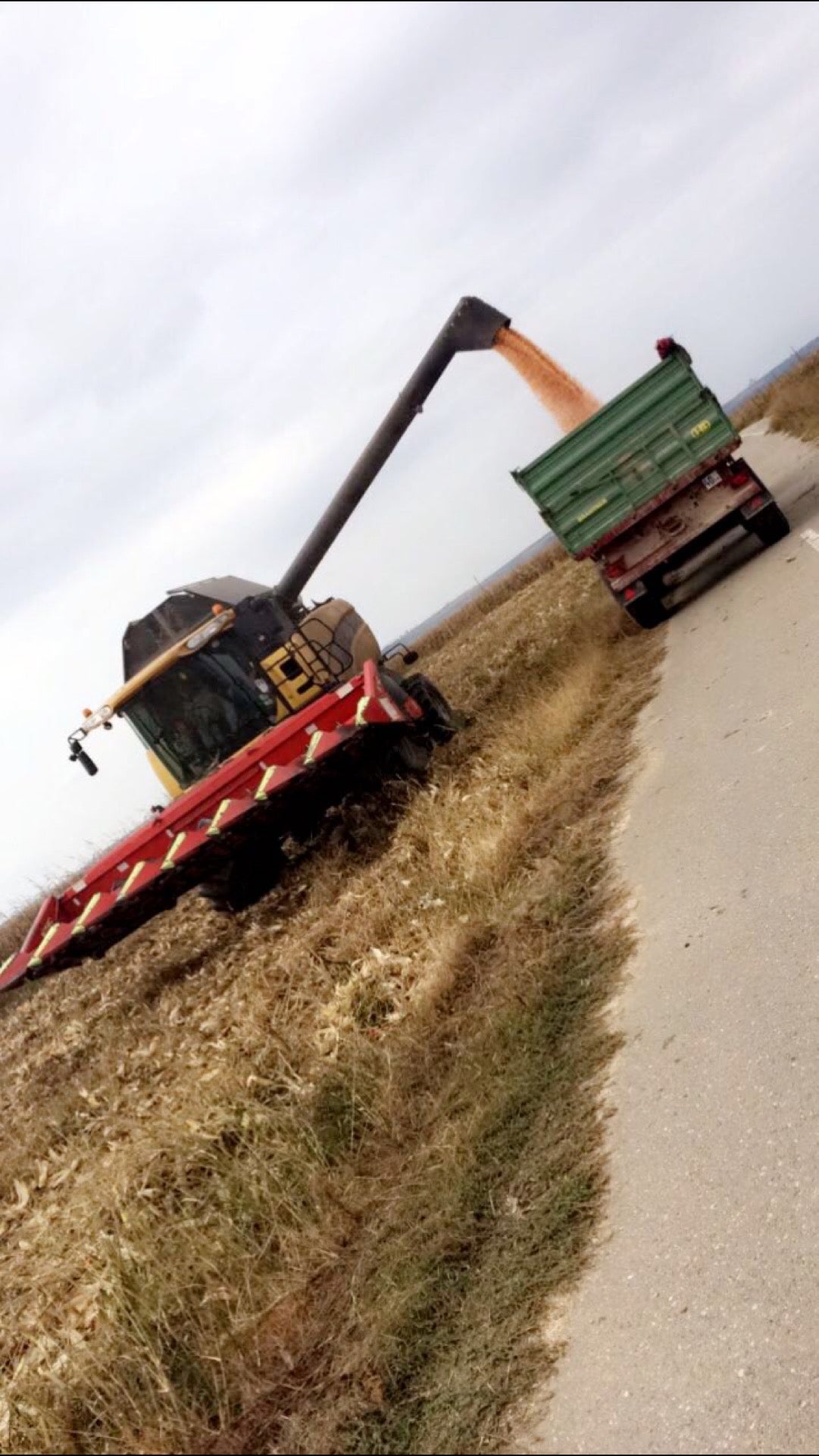 Ana'S Farm 🌽🌾🌻 (Gostinu, Giurgiu)