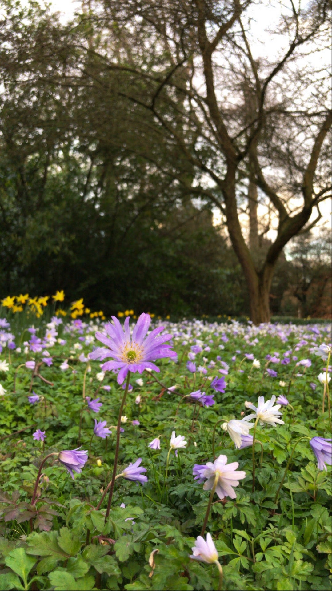 Farmleigh House & Estate 4