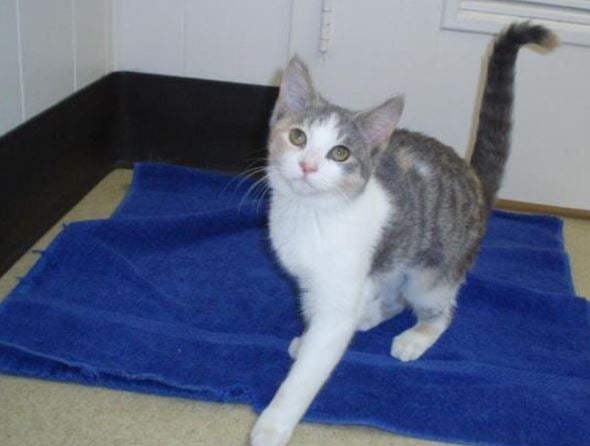 Allied Animal Hospital