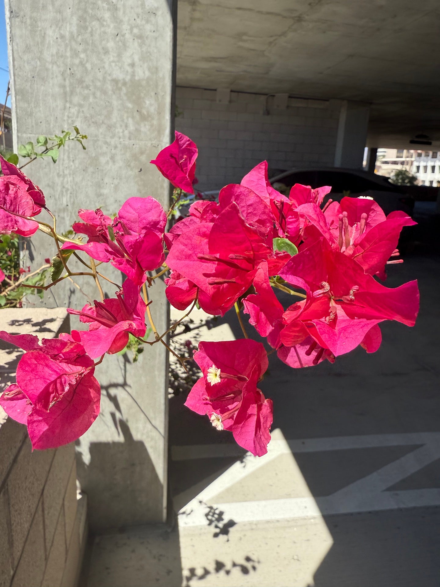 Linda Ronstadt Music Hall