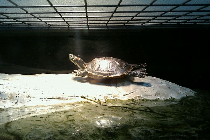 Tomckayereavey Saloon