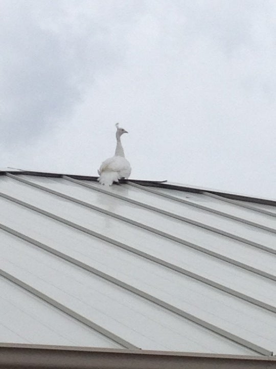 Keller Willams Crossroads