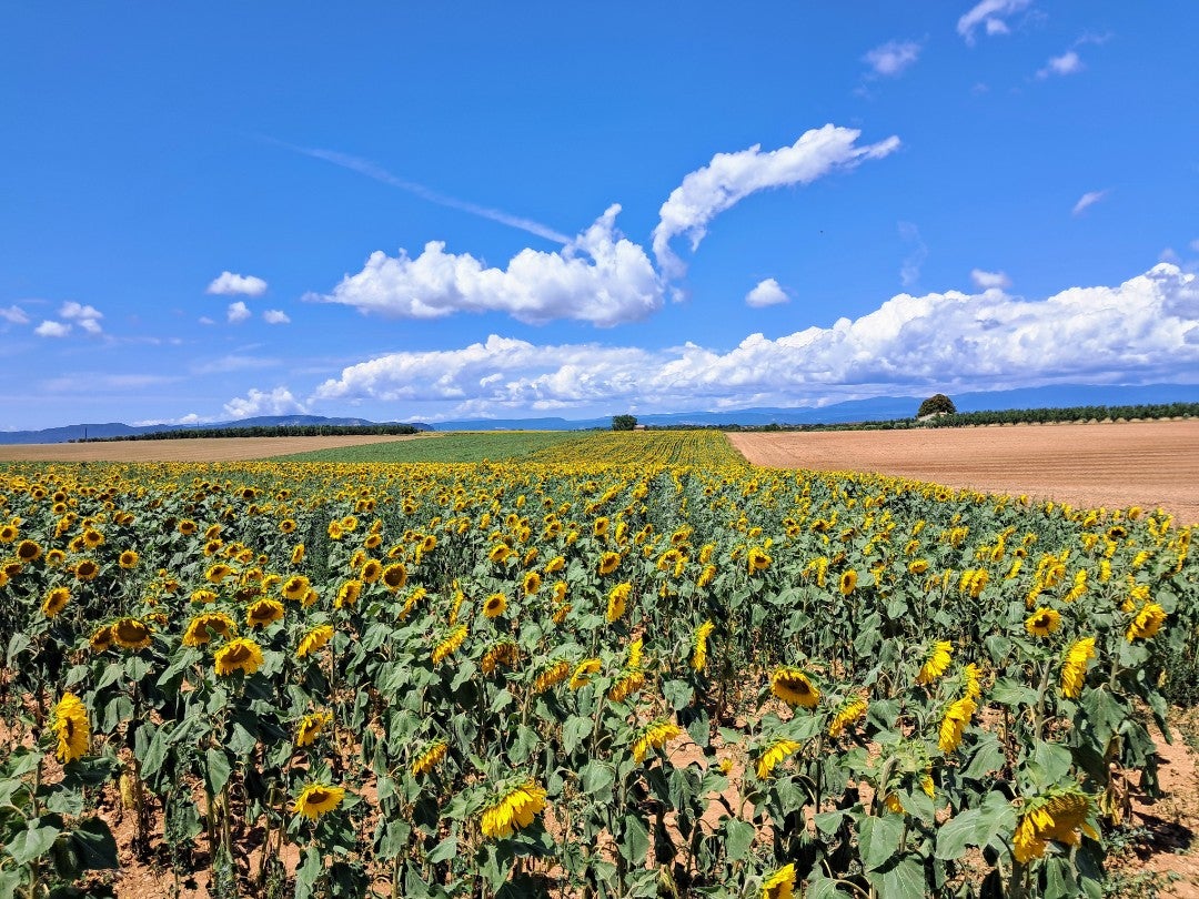 Lavender & Sunflower Field in Provence, France