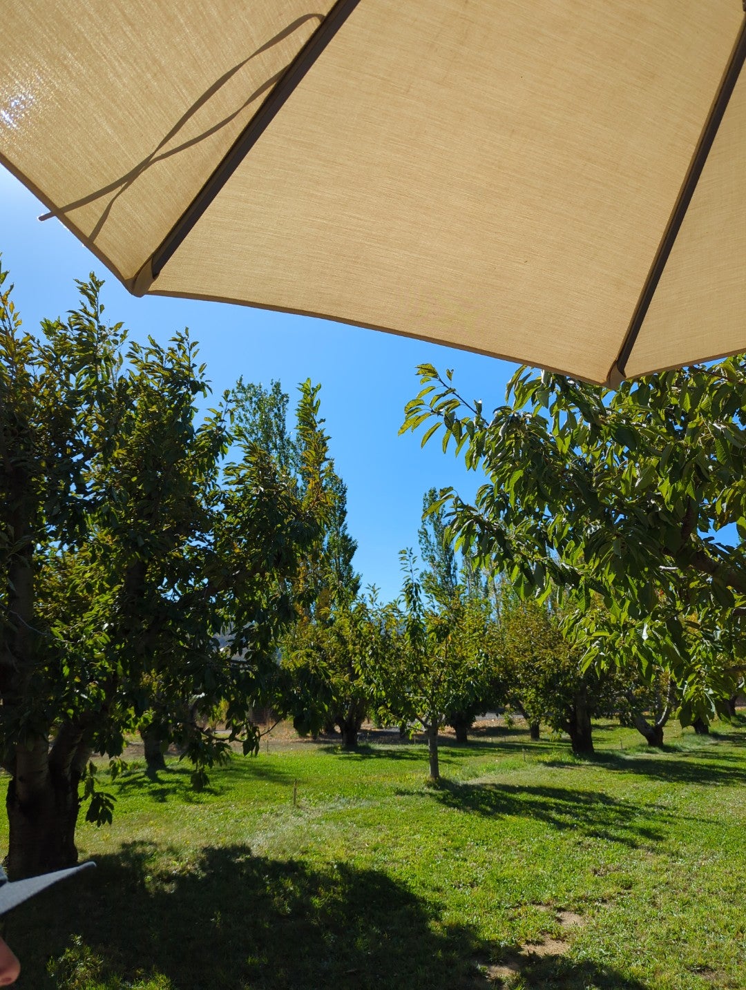 analemma winery