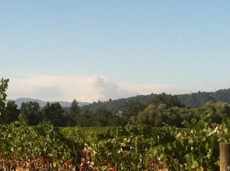 Vineyard