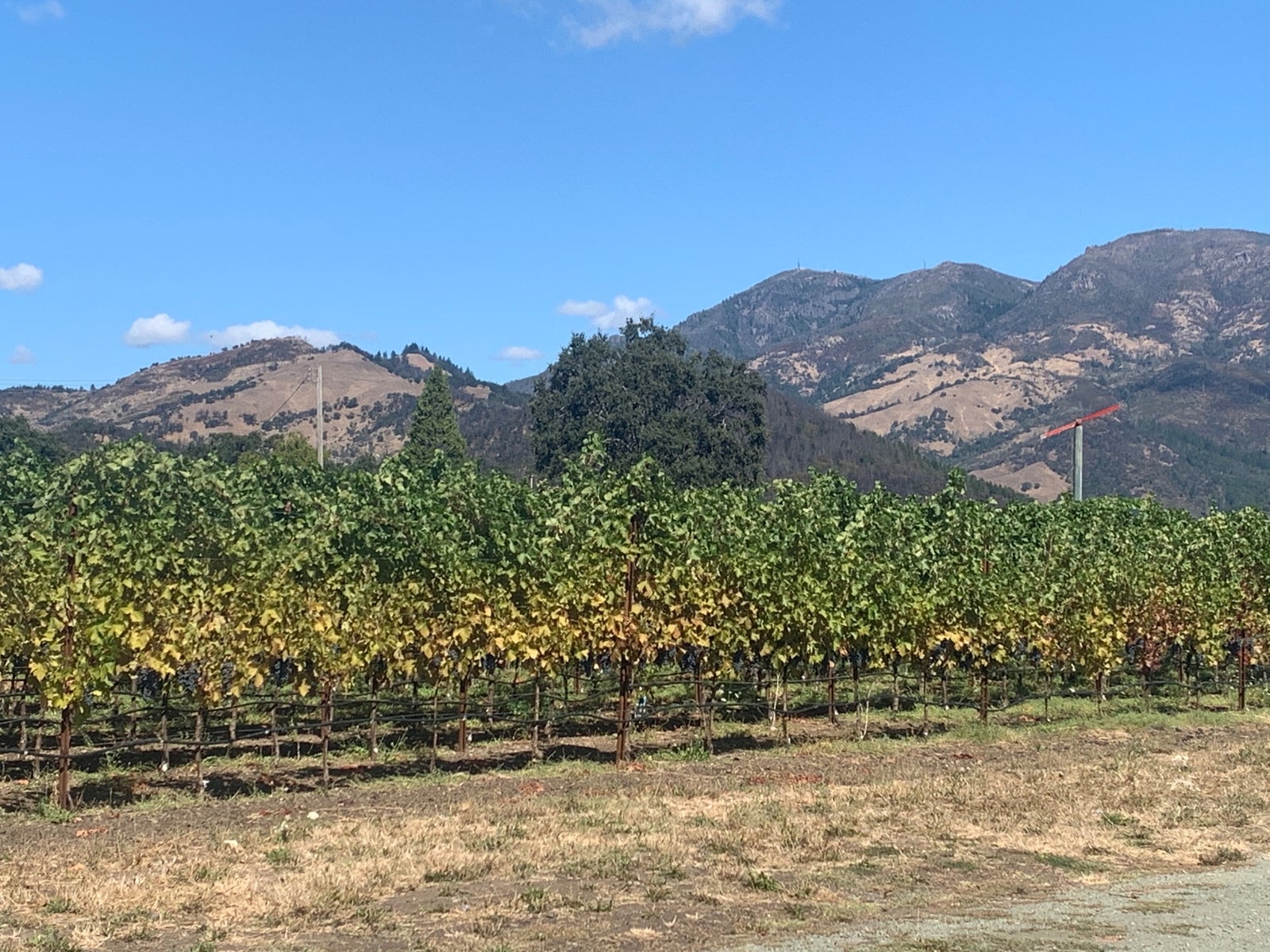 Work Vineyard